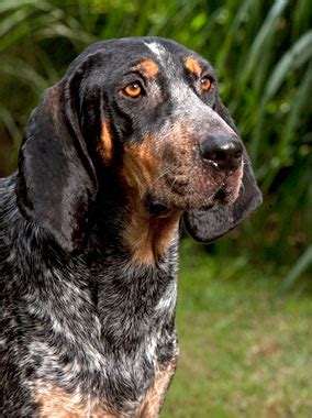 He never appears clumsy or overly chunky in build. Bluetick Coonhound Breed Information