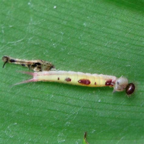 I observed this species when i was at the san gerardo station in the acg. Owl Butterfly Caterpillars