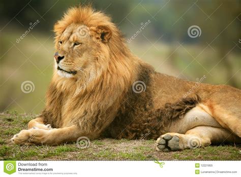 Beautiful Lion Wild Male Animal Portrait Stock Image