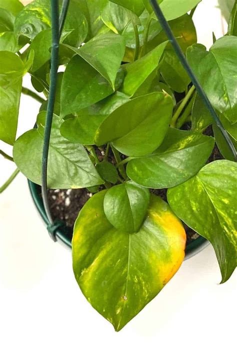 Why Are Your Pothos Leaves Turning Yellow Necps