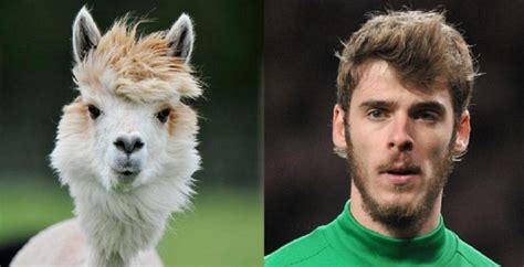 Degea is and has been far more critical to united's position in the table than courtois has been for chelsea, chelsea would have still been top if not top 2 without courtois, there is no way united would. Shit Lookalike: David De Gea & A Windswept Alpaca | Who ...