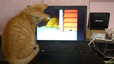 Cat Watching Tom And Jerry Rooby Youtube