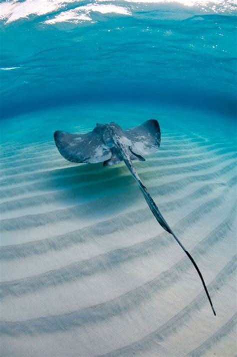 2012 Top 100 Readers Choice Awards Ocean Creatures Sea