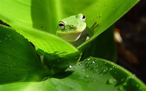 Funny Australian Green Tree Frog Funny Animal