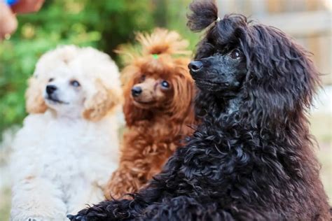 Your Complete Guide To Poodles And Their Varieties Etcpets