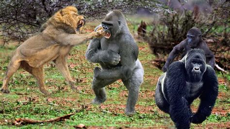 Mountain Gorilla Fighting