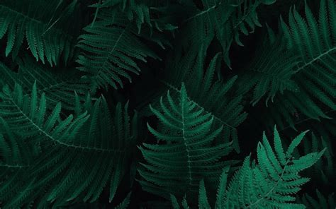 Ob55 Green Leaf Dark Nature Wallpaper