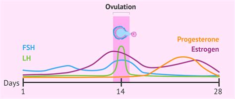 what are they and what happens in the different phases of ovulation