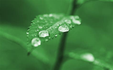 Wallpaper Leaves Nature Grass Water Drops Green Dew Leaf