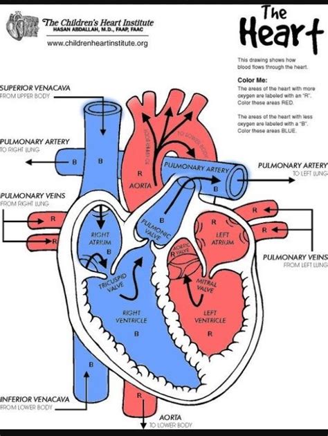 View Diagram Of Heart Oxygenated And Deoxygenated Blood Background