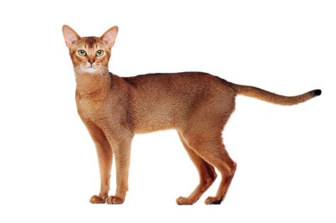 It is advisable to buy a. Did You Spot An Abyssinian Cat In Our Streets? | The Pets ...