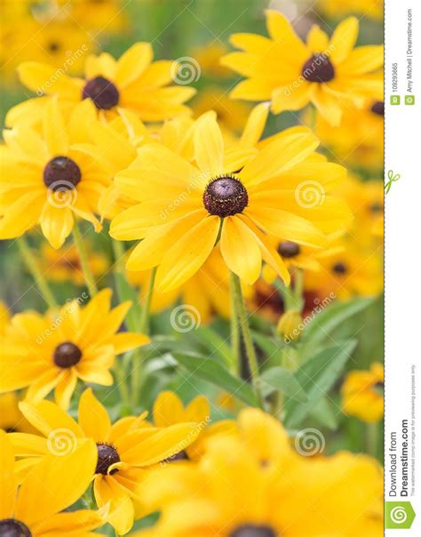 Vibrant Yellow Black Eyed Susan Flowers Blooming In Summer Garden