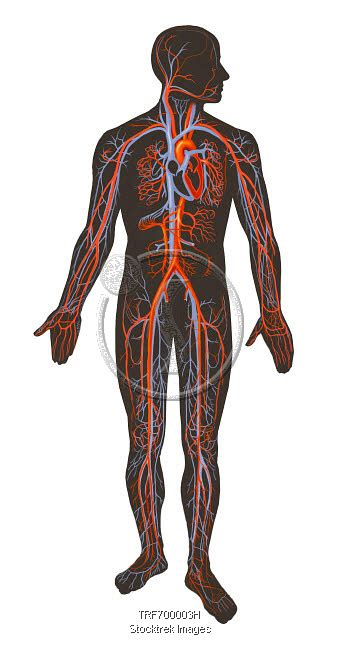 Arteries And Veins Of The Human Body Stocktrek Images