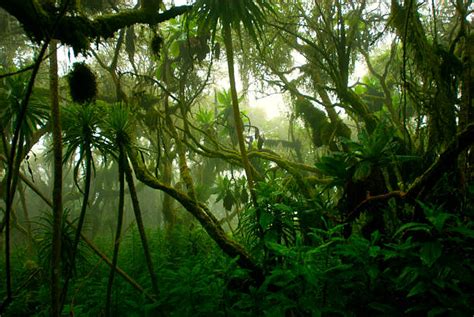 Tropical Rainforest Pictures Images And Stock Photos Istock