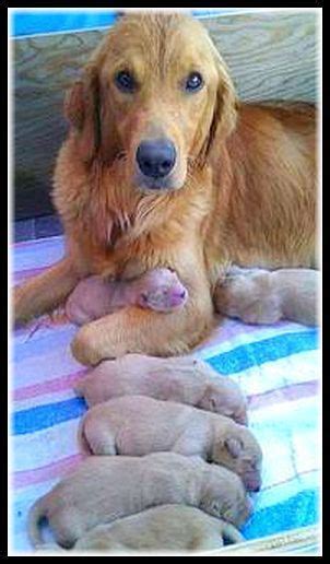 Lucky Mum Love By Nadia Maria Dog Dogs Puppy Puppies Newborn Animal