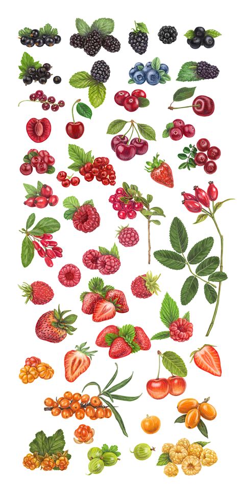 Fresh berries vector illustration on Behance | Fruit illustration, Strawberry drawing, Illustration