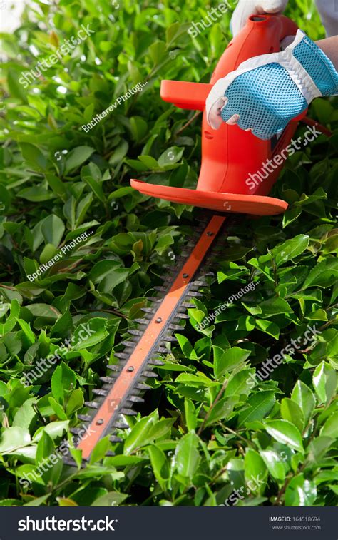 Woman Trimming Bushes In Her Backyard Using An Electrical Hedge Trimmer Stock Photo
