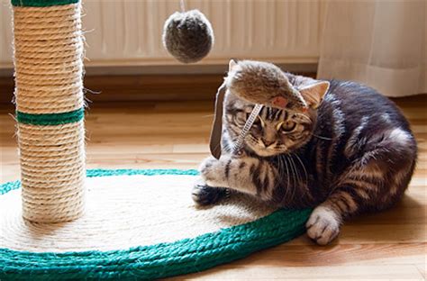 Indoor cats are happy cats. 5 Secrets to Keeping Your Indoor Cat Happy