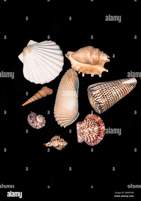 Natural Collection Of Shells Hi Res Stock Photography And Images Alamy