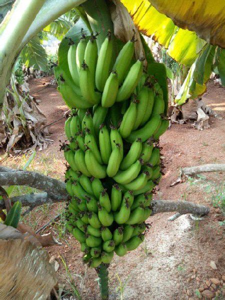 Grand Naine Banana Plants By Green Atmosphere Grand Naine Banana