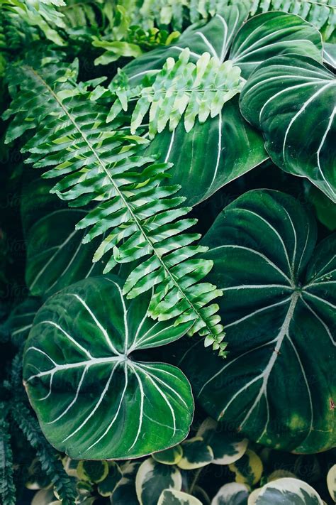 Lush Tropical Plants Growing In Greenhouse Conservatory Download This