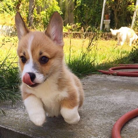 Join Our Corgi Community On Instagram “love Playing Outside ️ 👫 Tag A Friend 👉 Follow