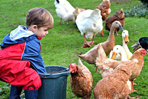 Farm Fun For Kids On Holiday Coombe Mill New