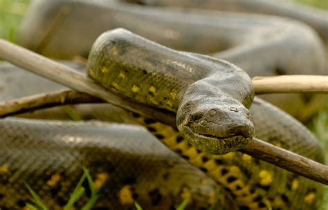 Green Anaconda Critterfacts Riset