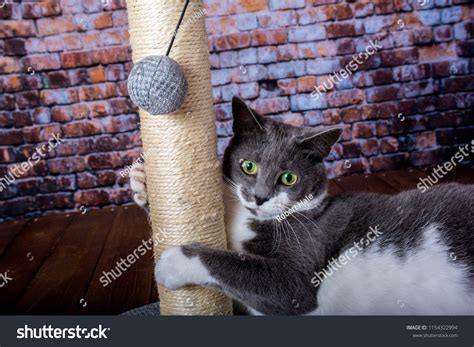 Grey White Cat Clinging Scratching Post Stock Photo 1154322994