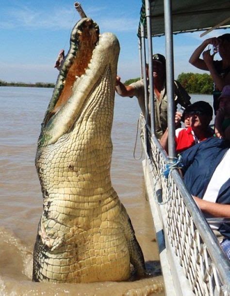 Enormous Crocodile Captured Giant Animals Saltwater