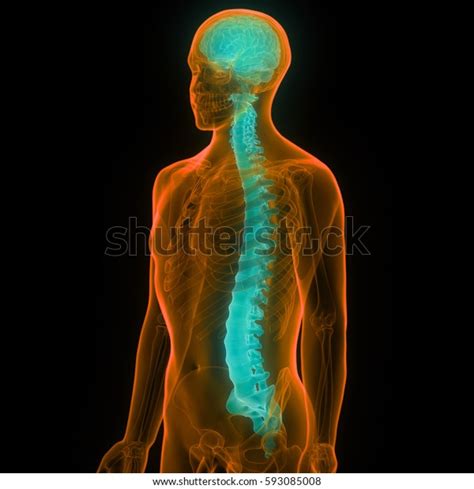 Human Brain Spinal Cord Part Human Stock Illustration 593085008