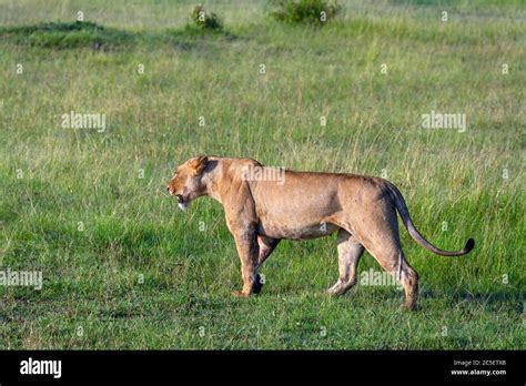 Lion Panthera Leo Lioness Walking Across Open Grassland Masai Mara
