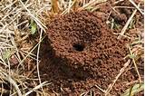 Non Repellent Insecticide Carpenter Ants