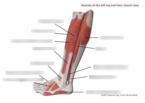 Aandp The Muscular System Pt 2 Muscles Of The Left Leg And Foot