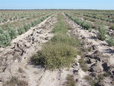 Managing Dryland Salinity In South West Western Australia Agriculture