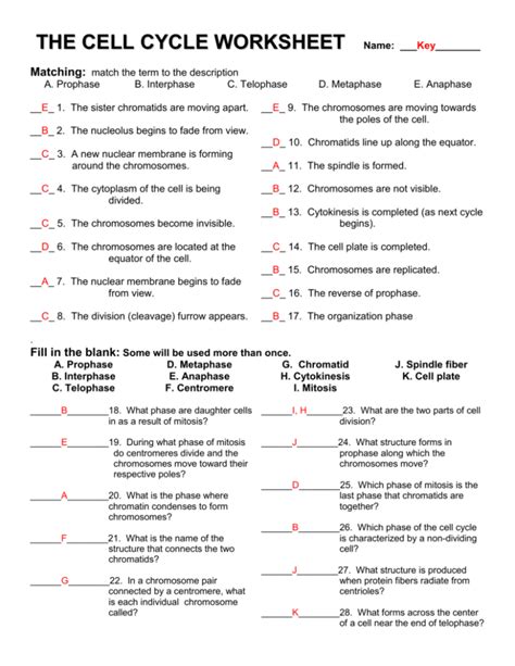 It divides the cell cycle into interphase and mitosis. Cell Cycle And Mitosis Worksheet — db-excel.com