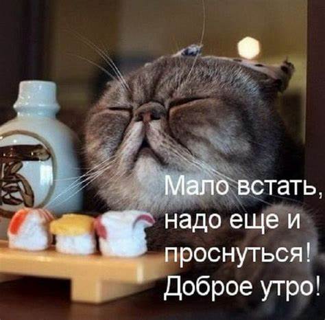 Про картинки веселые диеты Доброе утро веселые ⋆ прикольные картинки ⋆ бесплатно Доброе утро веселые ⋆ прикольные картинки ⋆ бесплатно Про картинки веселые диеты