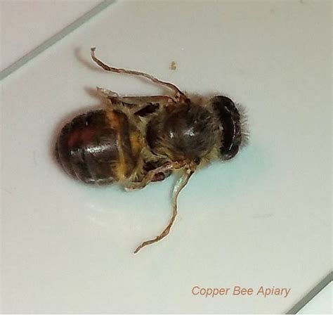 Deformed Wing Virus — Copper Bee Apiary