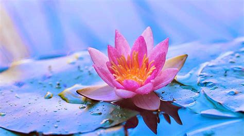 Pink Water Lily Flower With Leaves Hd Flowers Wallpapers Hd