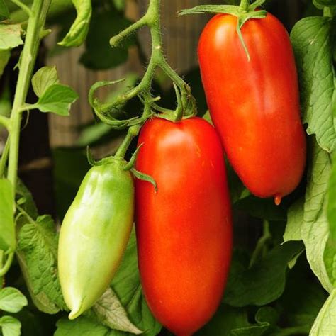 Heirloom, also called heritage, refers to varieties of tomatoes whose seeds have been passed down for generations because of desired qualities and characteristics. 8 Great Heirloom Tomato Varieties To Grow For Incredible ...
