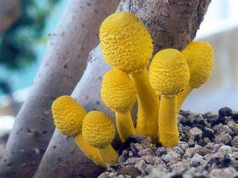 Never seen anything like this before! California Fungi: Leucocoprinus birnbaumii