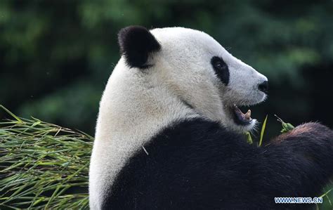 China Focus Giant Pandas Return To China After Years In Us Xinhua