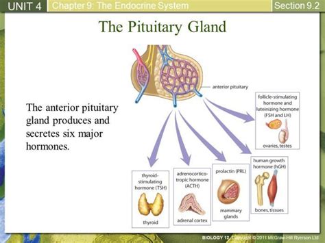 Image Result For Anterior Pituitary Gland Anterior Pituitary