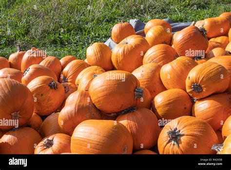 Huge Pumpkins After Harvest Stock Photo Alamy