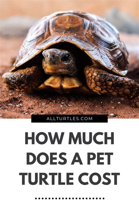 How Much Do Turtles Cost Full Breakdown Of Costs Artofit