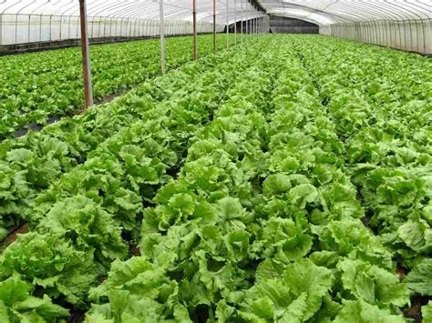 How To Start Organic Farming In India Schemes Agri Farming