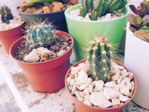 Add the refreshing and surprising taste of cactus to your favorite summertime cocktails. What Does Cactus Taste Like? How About Cactus Fruit ...