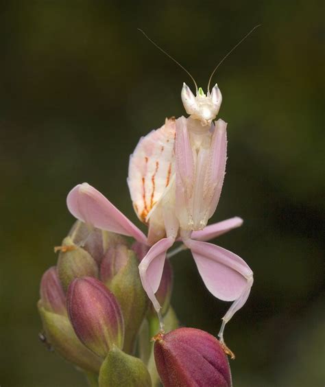Pin By Anabelle On Praying Mantises In 2020 Orchid Mantis Beautiful