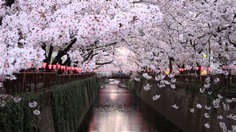 Cherry Blossoms In Nakameguro 中目黒で花見 Youtube
