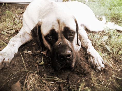 Fawn English Mastiff Mastiff Puppies Pinterest